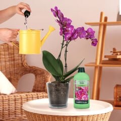 Genta Prestige Orkide Sıvı Besini 500 ML