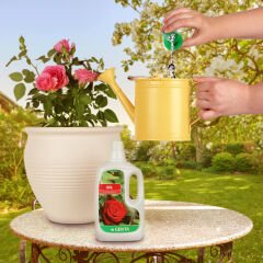 Genta Güller için Sıvı Besini 500 ml