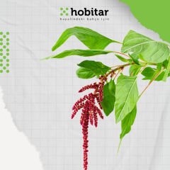 Hobitar Gökkuşağı Bahçesi Çiçek Tohumu Paketi - 4 Çeşit Çiçek Tohumu