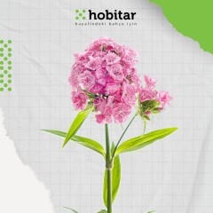 Hobitar Kır Esintisi Çiçek Tohumu Paketi - 4 Çeşit Çiçek Tohumu