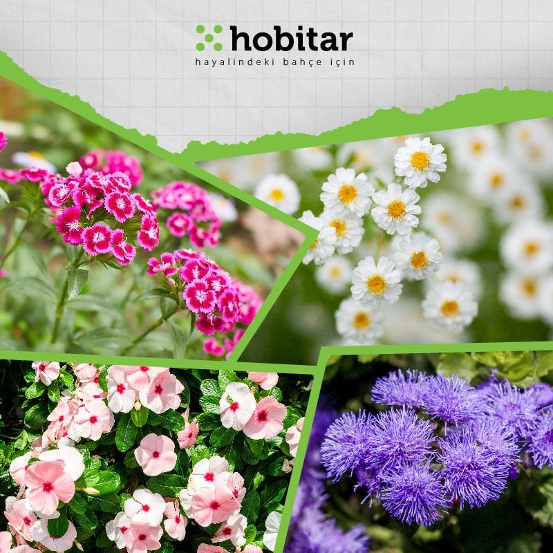 Hobitar Kır Esintisi Çiçek Tohumu Paketi - 4 Çeşit Çiçek Tohumu