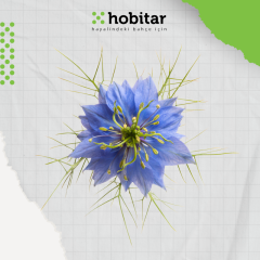 Hobitar Şaşırt Beni Çiçek Tohumu Paketi - 4 Çeşit Çiçek Tohumu