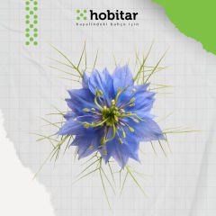 Hobitar Gurme Çiçekler Çiçek Tohumu Paketi - 4 Çeşit Çiçek Tohumu