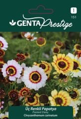 Üç Renkli Papatya Tohumu