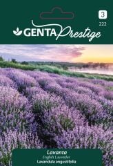 Lavanta Çiçek Tohumu