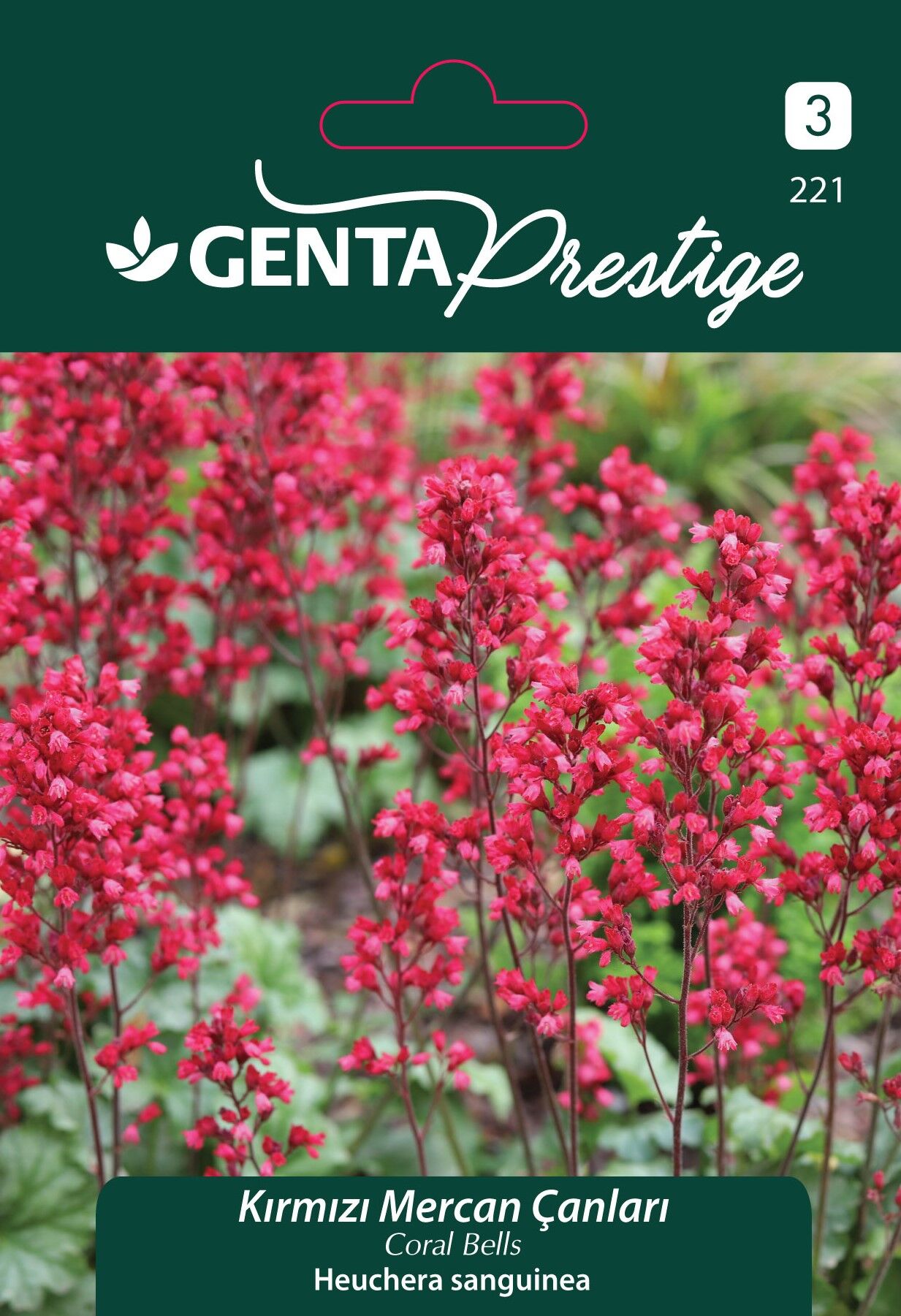 Kırmızı Mercan Çanları Çiçek Tohumu