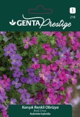 Karışık Renkli Obrizya Çiçek Tohumu