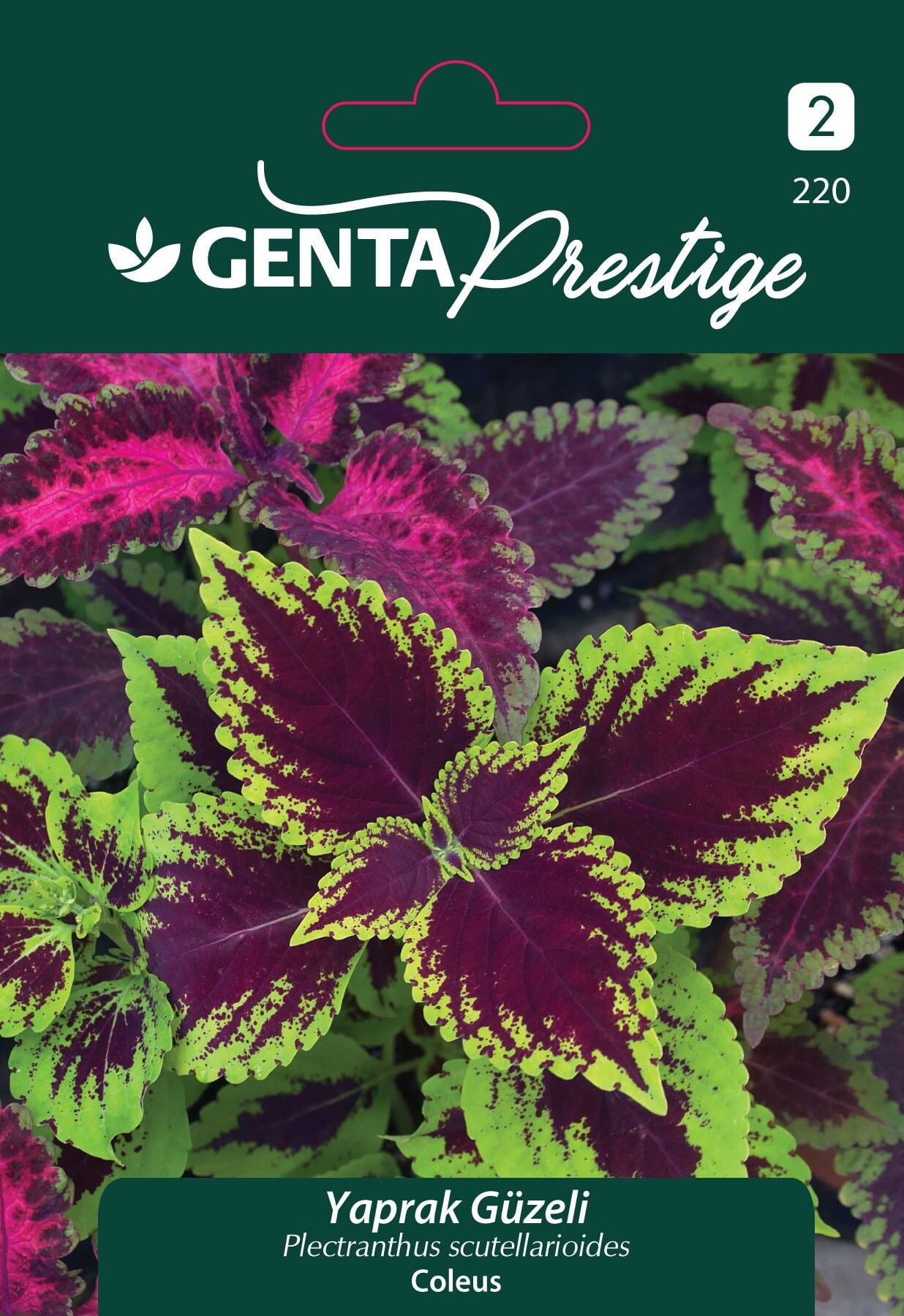 Yaprak Güzeli Çiçek Tohumu