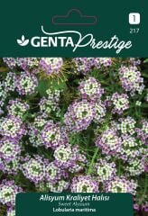 Alisyum Kraliyet Halısı Çiçek Tohumu