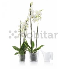 Poliwork Vanda Tabaklı Orkide Saksı 2,2 Litre Şeffaf