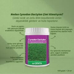 Genta Cynodon Dactylon Bermuda Çim Tohumu 500 Gr