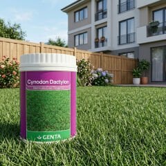 Genta Cynodon Dactylon Bermuda Çim Tohumu 500 Gr