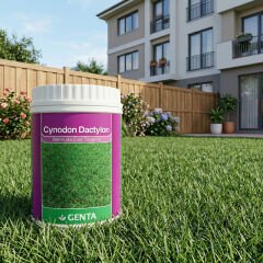 Genta Cynodon Dactylon Bermuda Çim Tohumu 500 Gr
