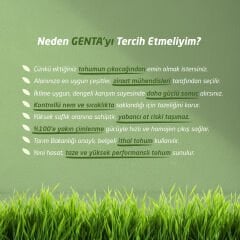 Genta Cynodon Dactylon Bermuda Çim Tohumu 500 Gr